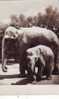 Z2812 Animaux Animals Hungary Elephant Used PPC Good Shape - Elephants