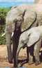 Z2818 Animaux Animals African Elephant  Not Used PPC Good Shape - Elefanten