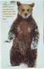 Z2841 Animaux Animals Ours Bear  Not Used PPC Good Shape - Ours