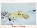 Z2845 Animaux Animals Ours Polar Bear Canada Not Used PPC Good Shape - Bears