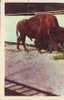 Z2896 Animaux Animals Taureaux Buffalo Not Used  PPC Good Shape - Taureaux