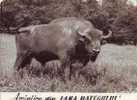 Z2897 Animaux Animals Taureaux Buffalo Romania Reserve Hateg Not Used  PPC Good Shape - Stieren