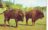 Z2898 Animaux Animals Taureaux Buffalo Bison Romania Reserve Hateg Not Used  PPC Good Shape - Stiere