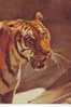 Z2906 Animaux Animals Tiger Used  PPC Good Shape - Tigri