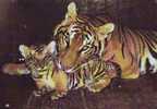 Z2908 Animaux Animals Tiger Not Used  PPC Good Shape - Tigers