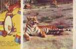 Z2911 Animaux Animals Tiger  Russia Used  PPC Good Shape - Tigers