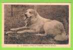 CHIENS DES PYRENEES - CHIEN DE MONTAGNE- Carte écrite - Midi-Pyrénées