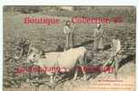 ANE & BOEUF - SCENE De LABOUR - ATTELAGE & CHARRUE PRIMITIVE En CERDAGNE - ANES - DOS VISIBLE - Culturas