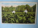 Tobacco Field Near  Mayfield KY  Vintage Wb - Otros & Sin Clasificación