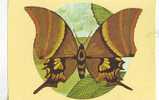 Zd2596 Animals Animaux Papillons Butterfly Teinopalpus Imperialis Not Used PPC Good Shape - Papillons