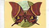 Zd2593 Animals Animaux Papillons Butterfly Teinopalpus Imperialis Not Used PPC Good Shape - Vlinders