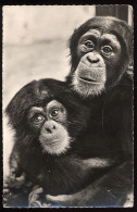 CPSM  Afrique Faune Africaine MAMAN ET SON BEBE SINGE - Singes