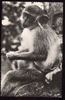 CPSM  Afrique Noire Faune Africaine Singe Pleureur Cliché Ministère De La France D'Outre Mer - Monkeys