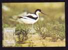 Carte Maximum Cigognes 1991 Romania Independenta. - Storks & Long-legged Wading Birds