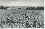 BERMUDA - BELLE VUE - EASTER LILY FIELD - Altri & Non Classificati