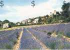 Environ De DIEULEFIT Drôme 26 : POET LAVAL Et Un Champ De Lavande 1969 - Dieulefit