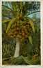 JAMAICA - PORT ANTONIO - COCOANUT TREE AND FRUIT 1929 - Jamaïque