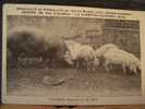 LA GARENNE-COLOMBES (HAUTS DE SEINE) AGRICULTURE. LES COCHONS. - La Garenne Colombes