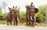 ELEPHANTSET LEURS PASSAGERS SUR LES ROUTES DE THAILANDE   REF 17152 - Elefanten