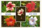 Antilles - West Indies - Hibiscus Rosa Sinensis - Rose De Chine - Autres & Non Classés