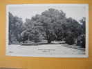 Darien Ga-- Famous Oglethorpe Oak - Other & Unclassified