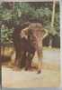 INDIAN ELEPHANT. Old Latvian Postcard - Elefantes