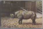 RHINOCEROS. Old Russian Postcard - Rhinozeros