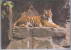 TIGER. Old Russian Postcard - Tigres