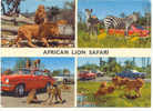 HAMILTON : African Lion SAFARI ( Lions, Zebra, Apes) - Cebras