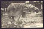 CPA  ANCIENNE- FRANCE- ANIMAUX DES SAVANES- ÉLÉPHANT BLANC DU MUSÉUM D'HISTOIRE NATURELLE A PARIS- GROS PLAN - Éléphants