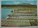 1379 LANZAROTE JANUBIO SALINAS  CANARIAS CANARY ISLANDS AÑOS 1970 OTRAS SIMILARES EN MI TIENDA - Lanzarote