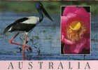 Oiseau Australien Jabiru.  Une CP Neuve. PRIX REDUIT! REDUCED PRICE! - Non Classificati