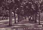 Delcampe - Civitaquana(Pescara)-Viale Dei Tigli-1956 - Pescara