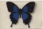 Animaux - Papillons - Papilio Telegonus - Butterflies