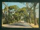 CPSM - FONTVIEILLE ( Bouches Du Rhône 13) Allée Des Pins Pays D'Alphonse Daudet ( Arbre Automobile Renault R6 Ed.YVAN ) - Fontvieille