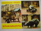 1545 PIG CERDO COCHON PORC SCHWEIN  BREMEN  POSTCARD   YEARS  1970  OTHERS IN MY STORE - Pigs