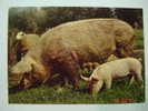 1546 PIG CERDO COCHON PORC SCHWEIN  GERMANY  POSTCARD   YEARS  1960  OTHERS IN MY STORE - Schweine