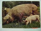 1563 PIG CERDO COCHON PORC SCHWEIN    POSTCARD   YEARS  1960  OTHERS IN MY STORE - Schweine