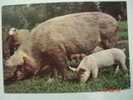 1574 PIG CERDO COCHON PORC SCHWEIN    POSTCARD   YEARS  1960  OTHERS IN MY STORE - Schweine