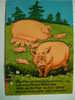1558  PIG CERDO COCHON PORC SCHWEIN    POSTCARD   YEARS  1960  OTHERS IN MY STORE - Schweine