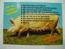 1561 ÖSTERREICH  PIG CERDO COCHON PORC SCHWEIN    POSTCARD   YEARS  1980  OTHERS IN MY STORE - Pigs