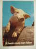 1551  SWITZERLAND SUISSE PIG CERDO PORC COCHON SCHWEIN  GERMANY POSTCARD YEAR 1970 OTHERS IN MY STORE - Pigs