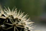 H-C-3 ^^  Cacti , Cacutusses  ,  ( Postal Stationery , Articles Postaux ) - Cactussen