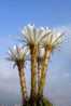 H-C-8 ^^  Cacti , Cacutusses  ,  ( Postal Stationery , Articles Postaux ) - Cactusses