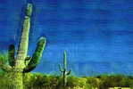 H-C-9 ^^  Cacti , Cacutusses  ,  ( Postal Stationery , Articles Postaux ) - Cactussen