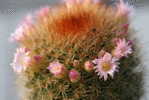 H-C-10 ^^  Cacti , Cacutusses  ,  ( Postal Stationery , Articles Postaux ) - Cactus