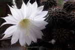 H-C-11 ^^  Cacti , Cacutusses  ,  ( Postal Stationery , Articles Postaux ) - Cactusses
