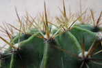 H-C-17 ^^  Cacti , Cacutusses  ,  ( Postal Stationery , Articles Postaux ) - Cactusses