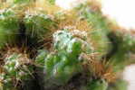 H-C-18  ^^  Cacti , Cacutusses  ,  ( Postal Stationery , Articles Postaux ) - Cactus
