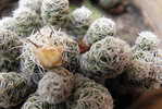 H-C-19  ^^  Cacti , Cacutusses  ,  ( Postal Stationery , Articles Postaux ) - Cactus